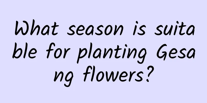 What season is suitable for planting Gesang flowers?