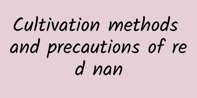 Cultivation methods and precautions of red nan