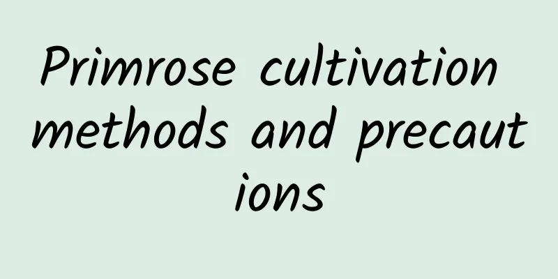 Primrose cultivation methods and precautions