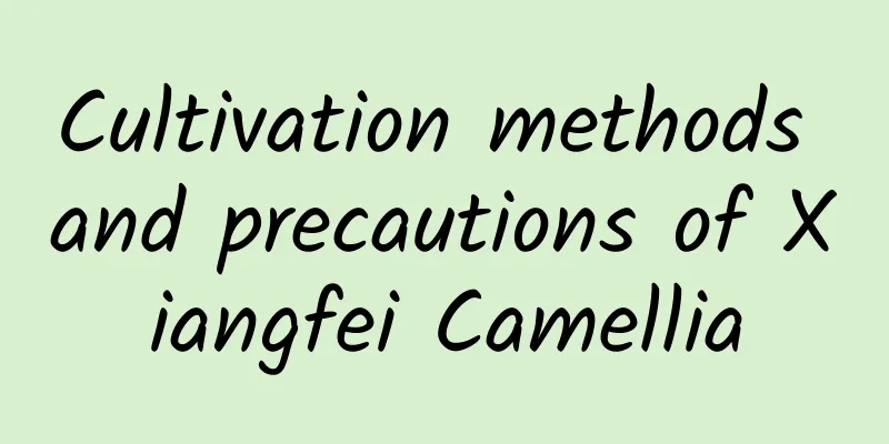 Cultivation methods and precautions of Xiangfei Camellia