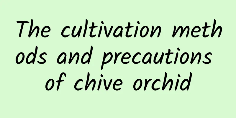 The cultivation methods and precautions of chive orchid