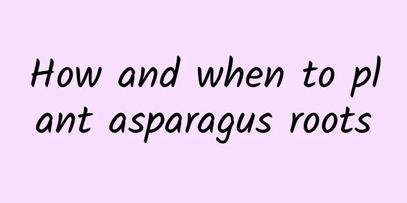 How and when to plant asparagus roots