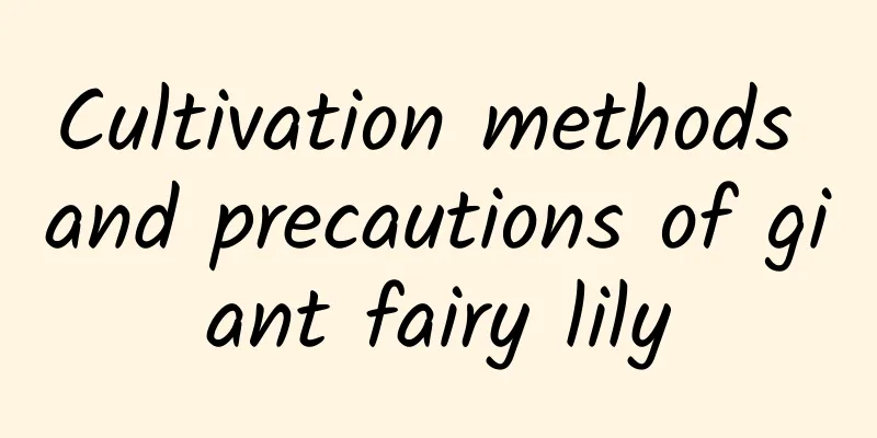 Cultivation methods and precautions of giant fairy lily