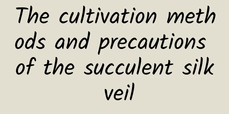 The cultivation methods and precautions of the succulent silk veil