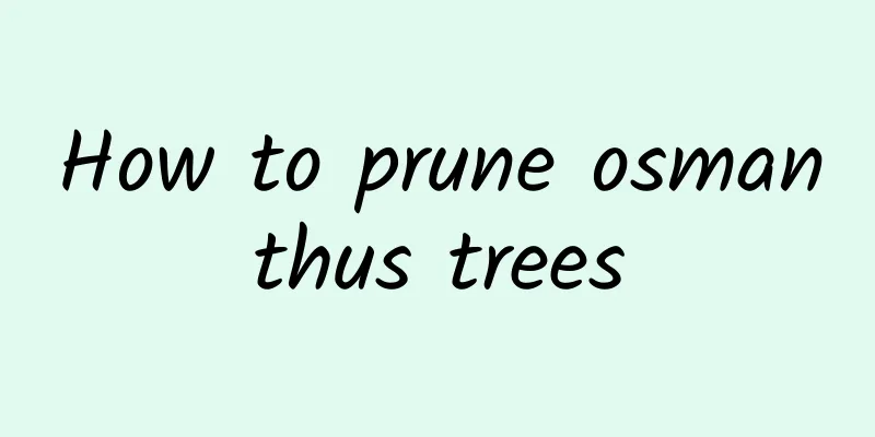 How to prune osmanthus trees