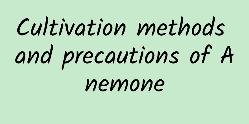 Cultivation methods and precautions of Anemone