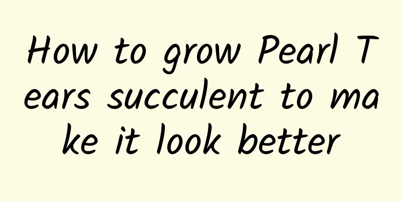 How to grow Pearl Tears succulent to make it look better