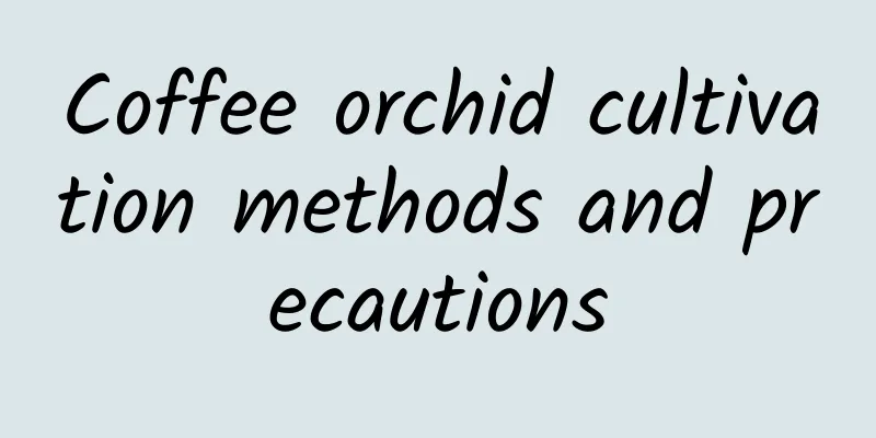 Coffee orchid cultivation methods and precautions