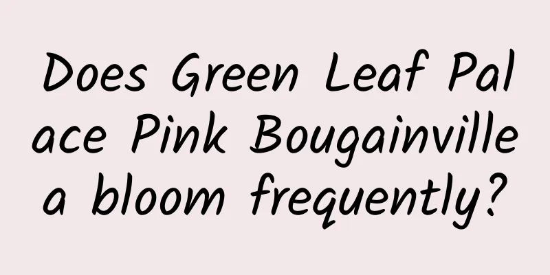 Does Green Leaf Palace Pink Bougainvillea bloom frequently?