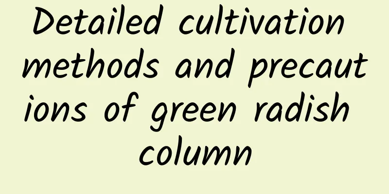Detailed cultivation methods and precautions of green radish column