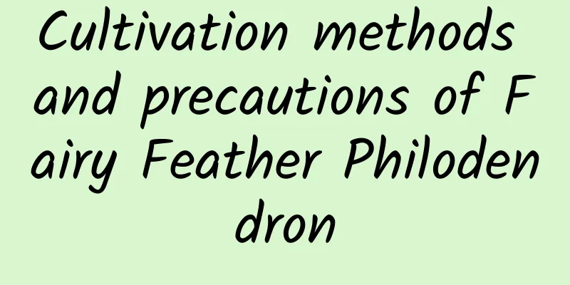 Cultivation methods and precautions of Fairy Feather Philodendron