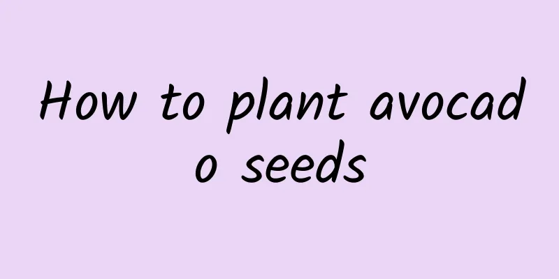 How to plant avocado seeds