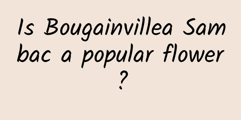 Is Bougainvillea Sambac a popular flower?