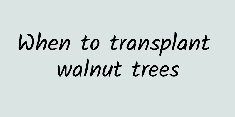When to transplant walnut trees