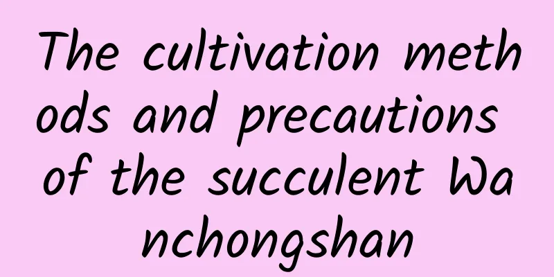 The cultivation methods and precautions of the succulent Wanchongshan