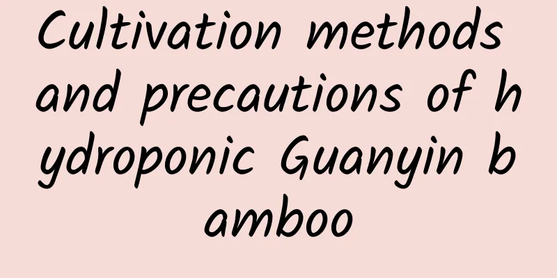 Cultivation methods and precautions of hydroponic Guanyin bamboo