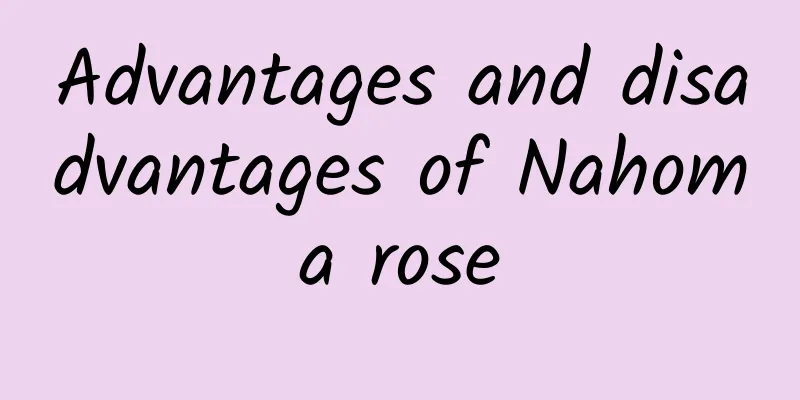 Advantages and disadvantages of Nahoma rose