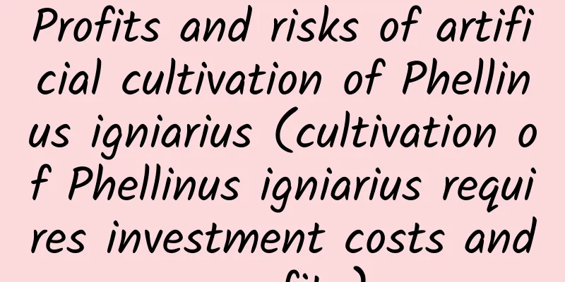 Profits and risks of artificial cultivation of Phellinus igniarius (cultivation of Phellinus igniarius requires investment costs and profits)