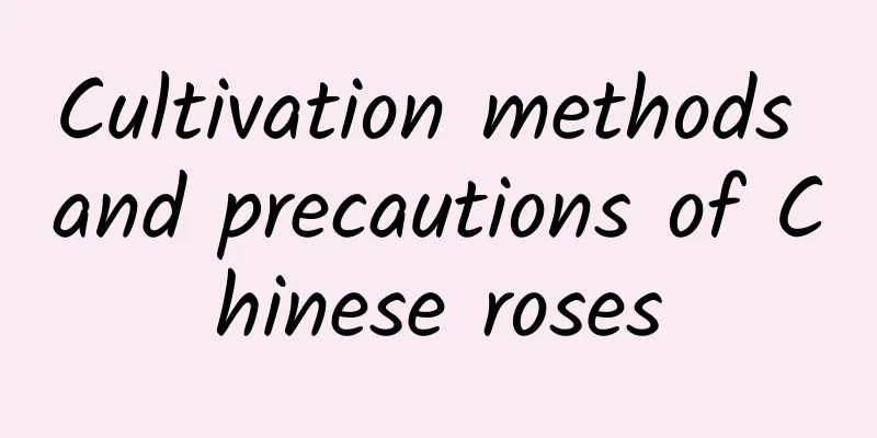 Cultivation methods and precautions of Chinese roses