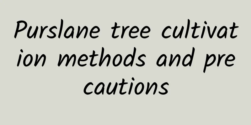 Purslane tree cultivation methods and precautions