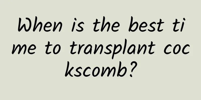 When is the best time to transplant cockscomb?