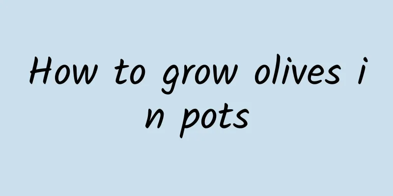 How to grow olives in pots