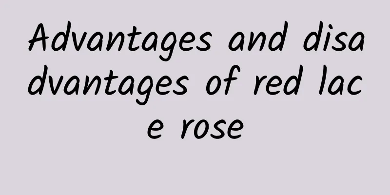 Advantages and disadvantages of red lace rose