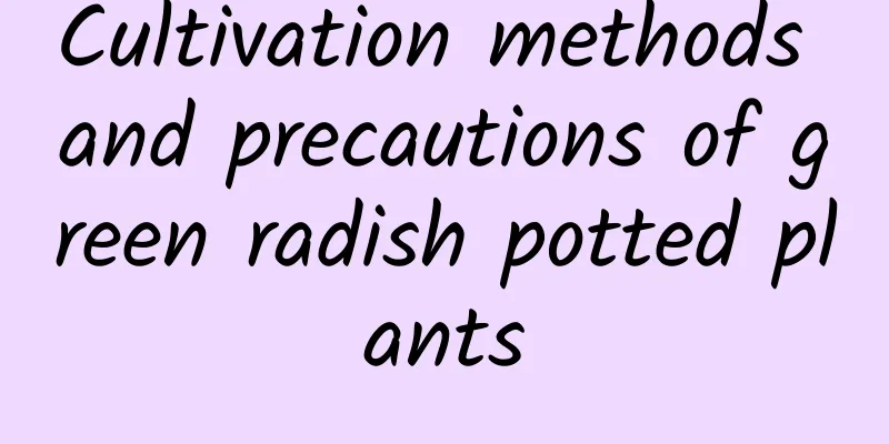 Cultivation methods and precautions of green radish potted plants