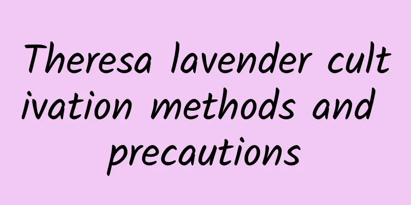 Theresa lavender cultivation methods and precautions
