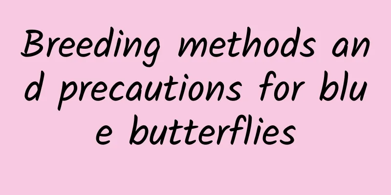 Breeding methods and precautions for blue butterflies