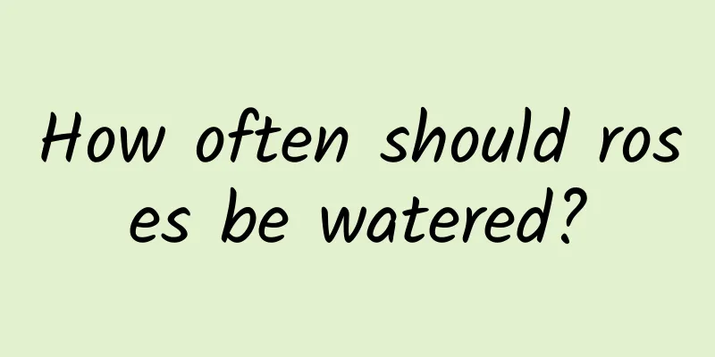 How often should roses be watered?
