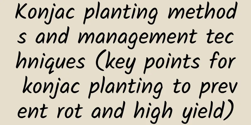 Konjac planting methods and management techniques (key points for konjac planting to prevent rot and high yield)