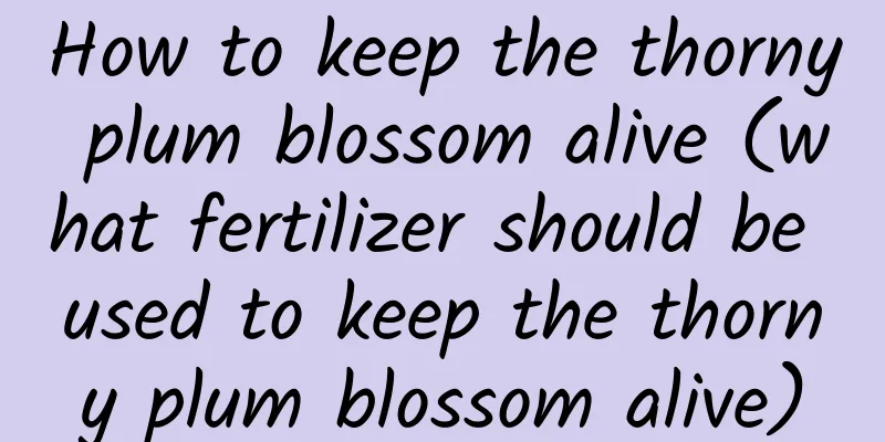 How to keep the thorny plum blossom alive (what fertilizer should be used to keep the thorny plum blossom alive)