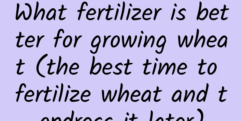 What fertilizer is better for growing wheat (the best time to fertilize wheat and topdress it later)