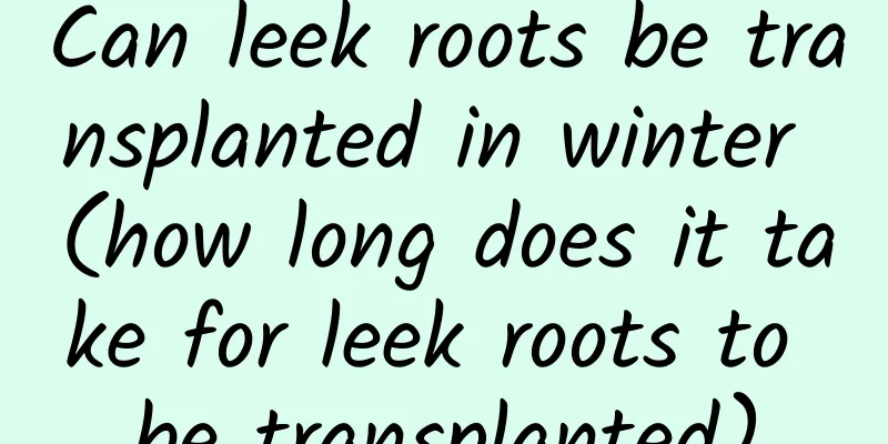 Can leek roots be transplanted in winter (how long does it take for leek roots to be transplanted)