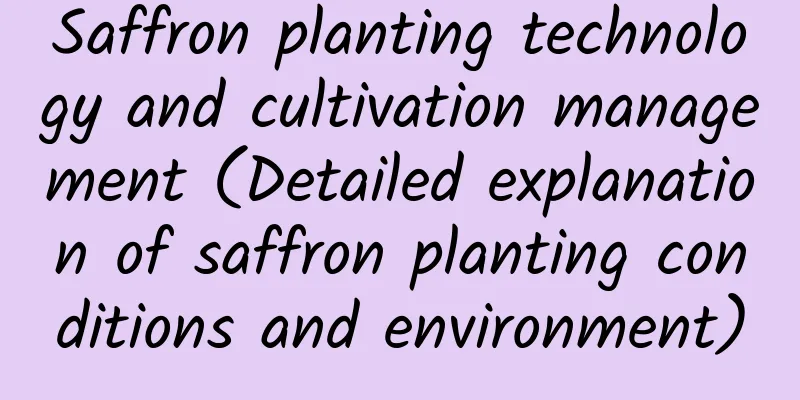 Saffron planting technology and cultivation management (Detailed explanation of saffron planting conditions and environment)
