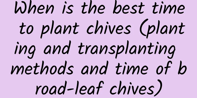 When is the best time to plant chives (planting and transplanting methods and time of broad-leaf chives)