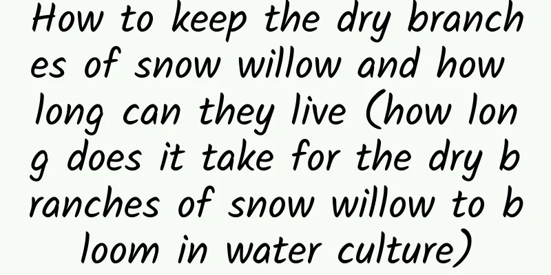 How to keep the dry branches of snow willow and how long can they live (how long does it take for the dry branches of snow willow to bloom in water culture)