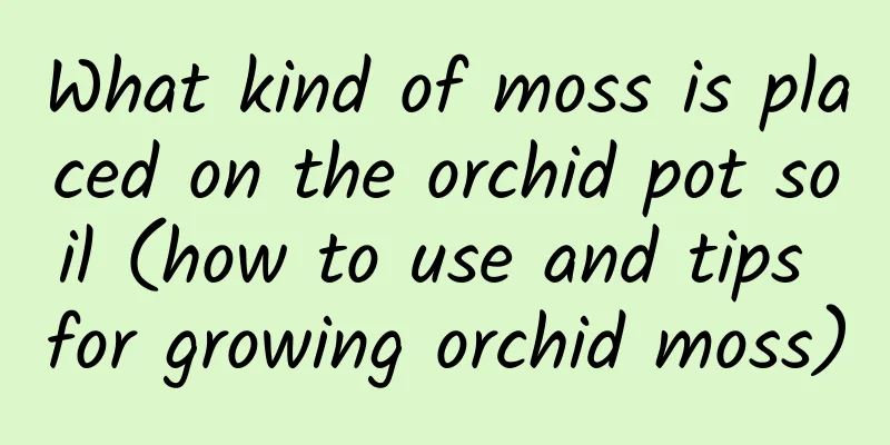 What kind of moss is placed on the orchid pot soil (how to use and tips for growing orchid moss)