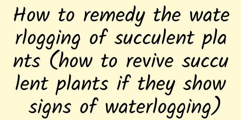 How to remedy the waterlogging of succulent plants (how to revive succulent plants if they show signs of waterlogging)
