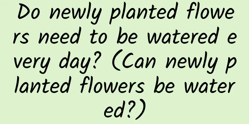 Do newly planted flowers need to be watered every day? (Can newly planted flowers be watered?)