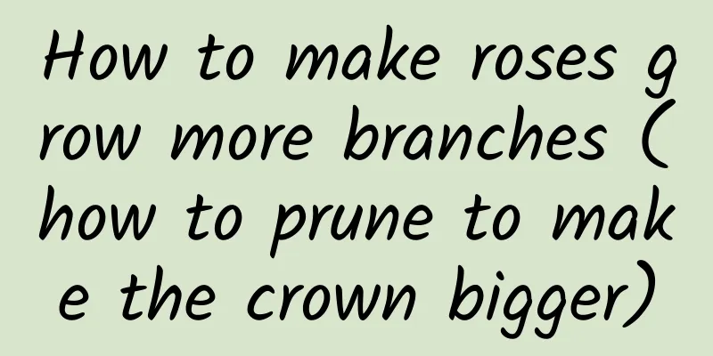 How to make roses grow more branches (how to prune to make the crown bigger)