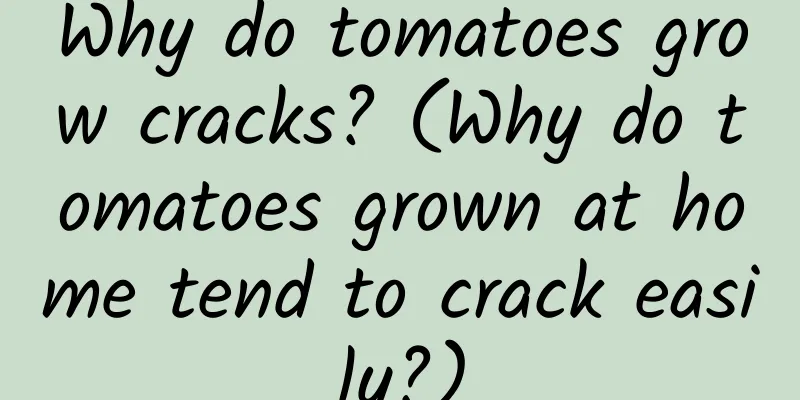 Why do tomatoes grow cracks? (Why do tomatoes grown at home tend to crack easily?)