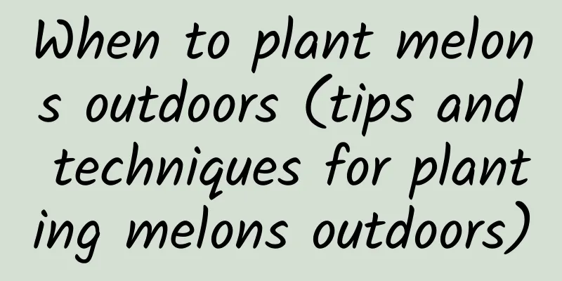 When to plant melons outdoors (tips and techniques for planting melons outdoors)