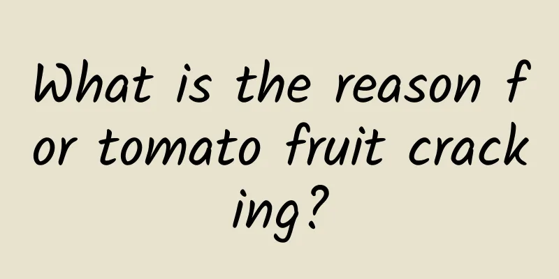 What is the reason for tomato fruit cracking?