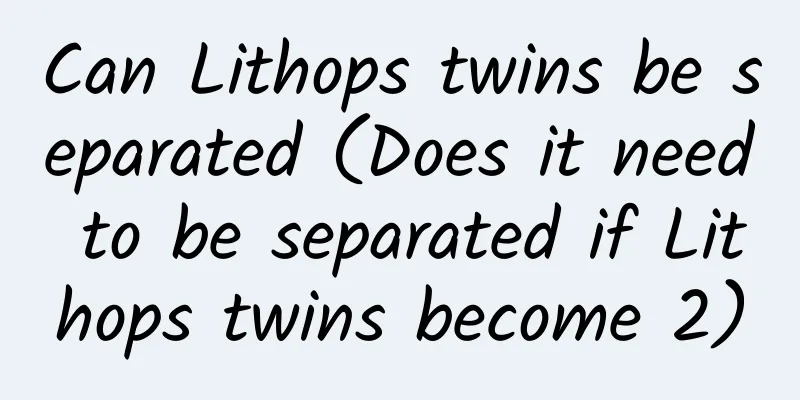 Can Lithops twins be separated (Does it need to be separated if Lithops twins become 2)