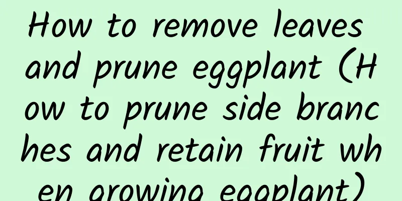 How to remove leaves and prune eggplant (How to prune side branches and retain fruit when growing eggplant)