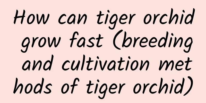 How can tiger orchid grow fast (breeding and cultivation methods of tiger orchid)