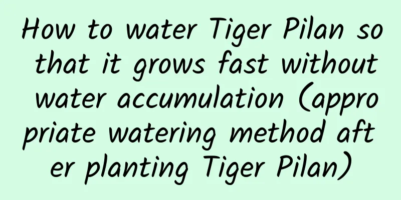 How to water Tiger Pilan so that it grows fast without water accumulation (appropriate watering method after planting Tiger Pilan)