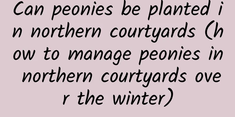Can peonies be planted in northern courtyards (how to manage peonies in northern courtyards over the winter)